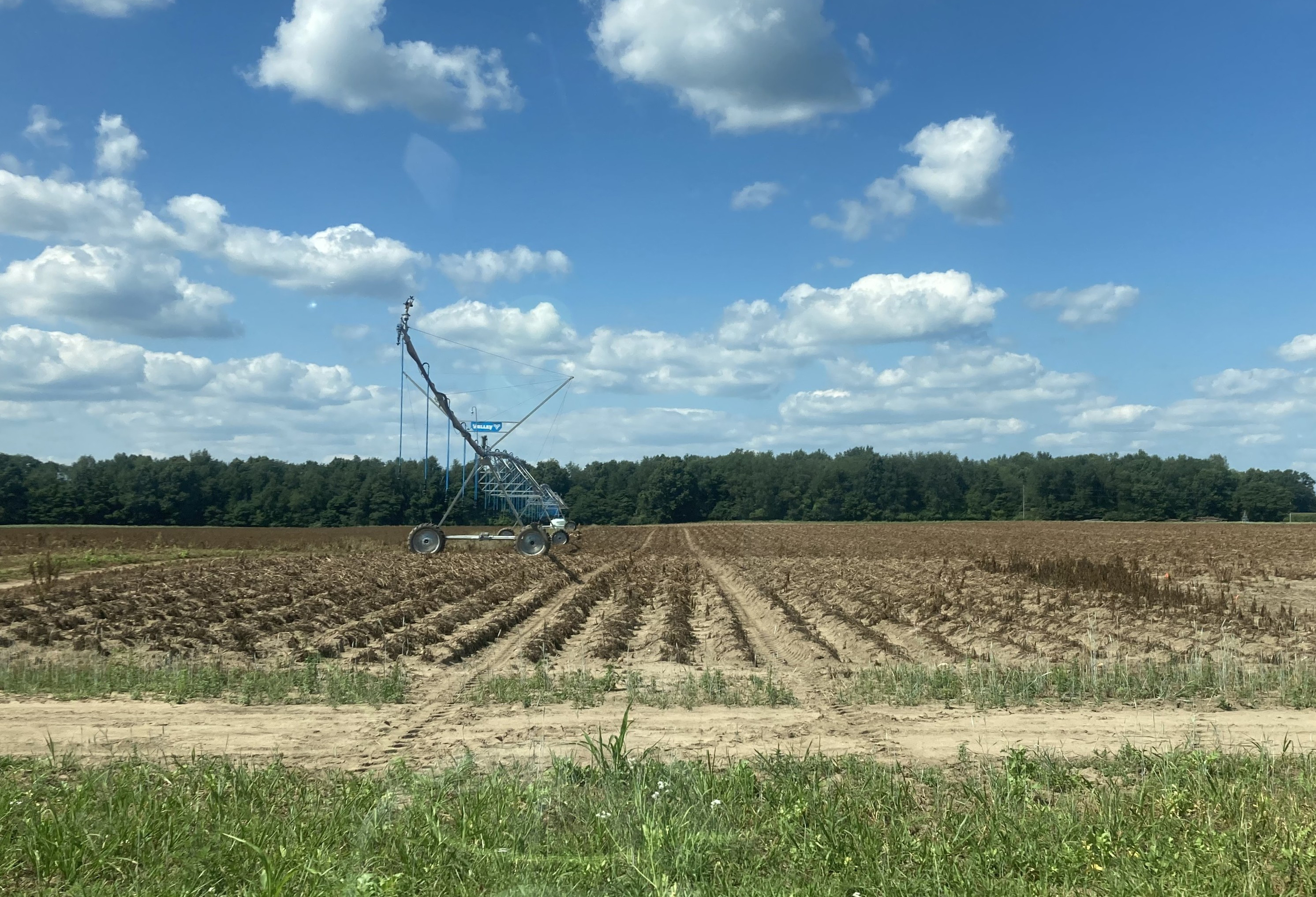 A field of potatoes awaiting harvest.